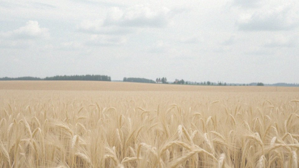 Jaka będzie prędkość wiatru w sobotę?